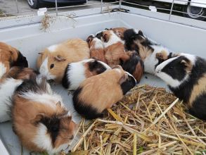 Sprzedam świnki morskie