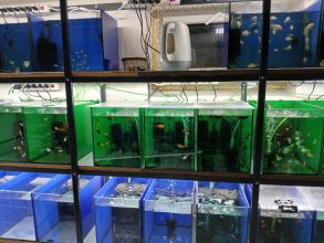 Rybki akwariowe różne