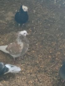 Sprzedam gołębie ozdobne tanio