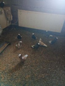 Sprzedam gołębie ozdobne tanio