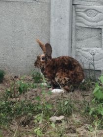 Wymienię króliki gepard