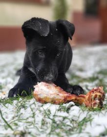 Oddam w dobre ręce 11-tygodniowe suczki