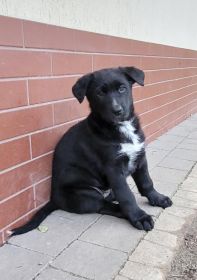 Oddam w dobre ręce 11-tygodniowe suczki