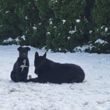 Oddam w dobre ręce 11-tygodniowe suczki