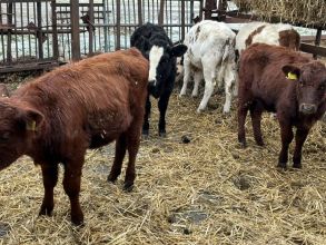 9 odsadków Polskich Odchowanych