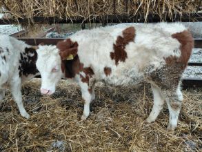 9 odsadków Polskich Odchowanych