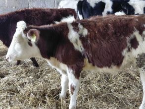 9 odsadków Polskich Odchowanych