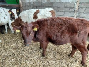 9 odsadków Polskich Odchowanych