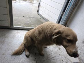 Oddam pieska za darmo