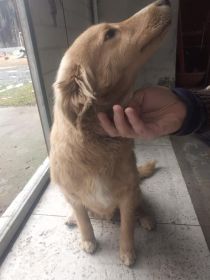 Oddam pieska za darmo