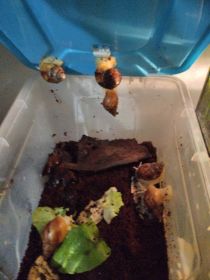 Ślimaki afrykańskie albino