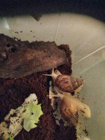 Ślimaki afrykańskie albino