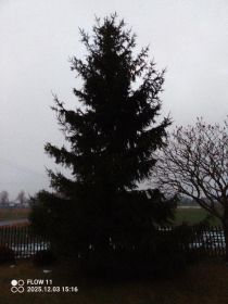 Sprzedam choinkę na pniu