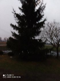 Sprzedam choinkę na pniu