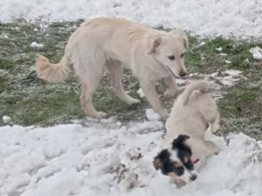 Oddam 2 suczki szczeniaki