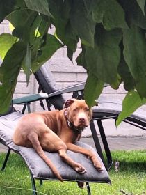 Amerikan pit bul terier