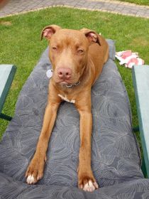 Amerikan pit bul terier