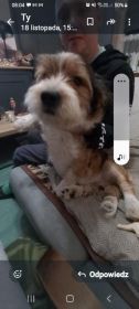 Oddam psa mieszaniec 6 miesięcy