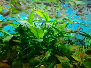 Rybki akwariowe - gupiki 30szt - na Start lub...