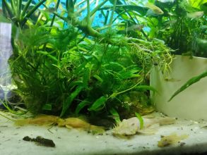 Rybki akwariowe - gupiki 30szt - na Start lub...