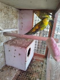 Świergoty wielobarwne