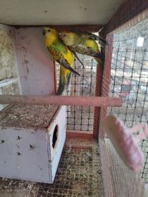 Świergoty wielobarwne