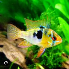 Rybki akwariowe pielęgniczki ramireza