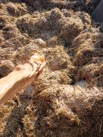 Sprzedam wywar syrop pszeniczny ok 30%białka