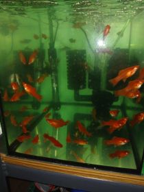 Rybki akwariowe mieczyki