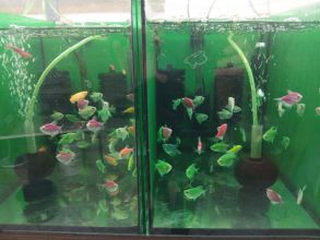 Rybki akwariowe mieczyki