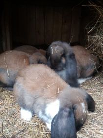 Sprzedam Barany francuskie