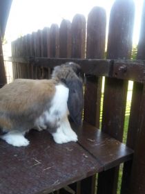 Sprzedam Barany francuskie