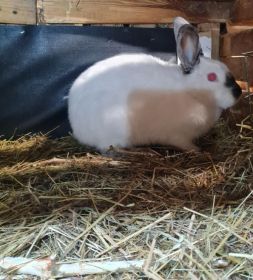 Kalifornijski czarny