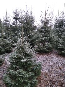 Choinki, świerki pospolite