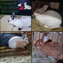 Kroliki