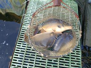 Żywe ryby; karp, jesiotr, sum, amur, pstrag.