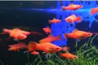 Rybki akwariowe różne mieczyki czerwone