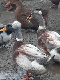 Likwidacja stada kaczek staropolskich