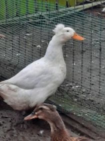 Likwidacja stada kaczek staropolskich