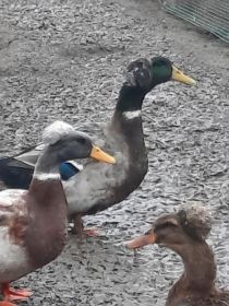 Likwidacja stada kaczek staropolskich