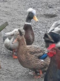 Likwidacja stada kaczek staropolskich