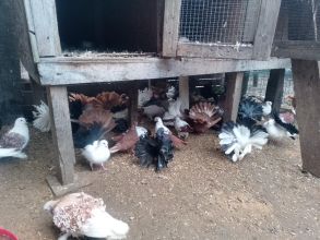 Sprzedam gołębie ozdobne