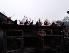 Sprzedam gołębie ozdobne