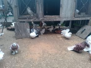 Sprzedam gołębie ozdobne