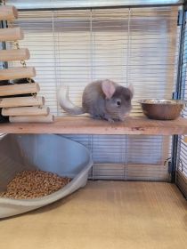 szynszyla srebrna i czarna z całym wyposażeniem