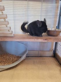 szynszyla srebrna i czarna z całym wyposażeniem