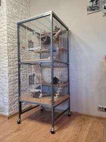 szynszyla srebrna i czarna z całym wyposażeniem