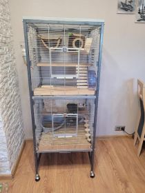 szynszyla srebrna i czarna z całym wyposażeniem