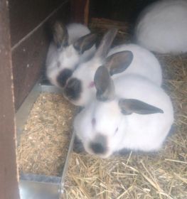 Króliki kalifornijskie czarne