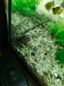 Oddam kraba za darmo